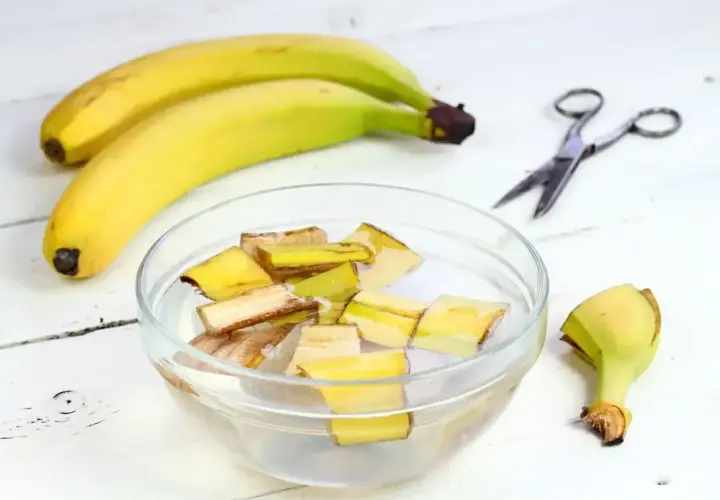Kawałki skórek bananów w wodzie, przygotowywane jako nawóz z banana. Obok leżą banany i nożyczki.