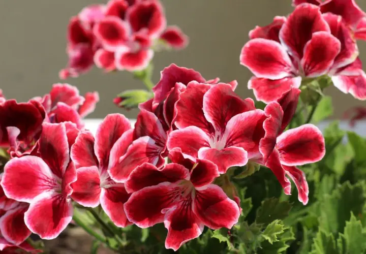 Piękne, karminowe kwiaty pelargonii królewskiej z białymi brzegami płatków, otoczone zielonymi liśćmi.