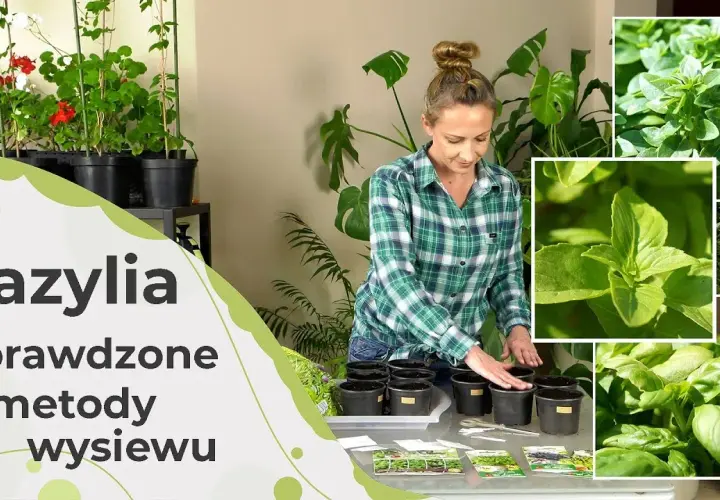 Jak siać bazylię w doniczce, aby uniknąć najczęstszych błędów