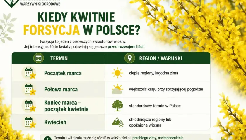 Kiedy kwitnie forsycja w Polsce? Tabela pokazuje terminy kwitnienia forsycji od początku marca do kwietnia, zależnie od regionu i warunków.