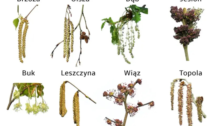 Kwitnące bzy, olchy, dęby, jesiony, buki, leszczyny, wiązy i topole – to one pylą w kwietniu, wywołując alergie.