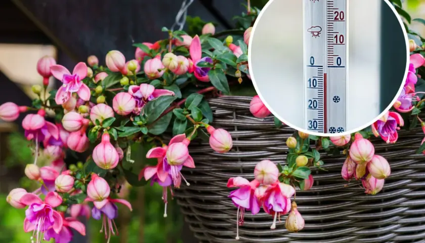Urocza fuksja w doniczce, kwitnąca w ciepły dzień. Termometr pokazuje 25 stopni Celsjusza, idealną temperaturę dla tych pięknych kwiatów.