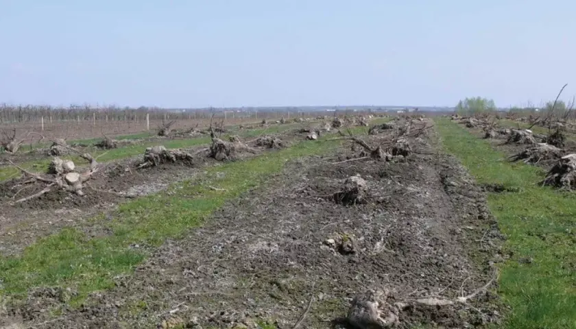 Pola po wycince drzew, pozostały pnie i korzenie. Widać ślady po chorobie, być może werticilioza, która zniszczyła sad.