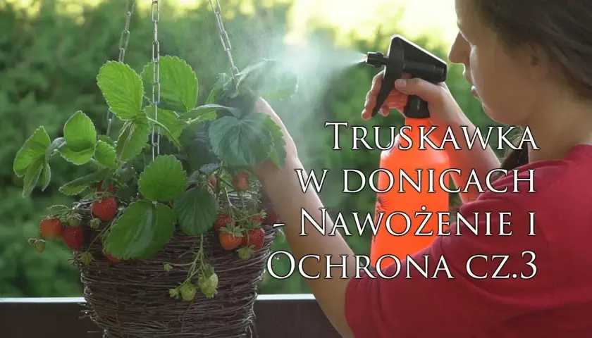 Czym nawozić truskawki w doniczkach, aby uzyskać obfite plony?