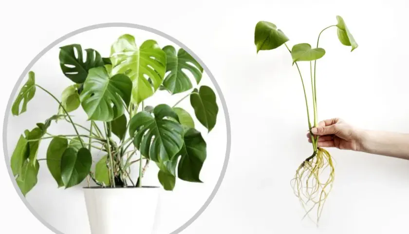 Monstera w doniczce i odcięta sadzonka z korzeniami. Dowiedz się, jak rozmnożyć monsterę, aby cieszyć się nowymi roślinami.