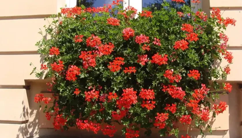 Obficie kwitnąca pelargonia kaskadowa w intensywnie czerwonym kolorze zdobi okno, tworząc barwną kaskadę kwiatów.