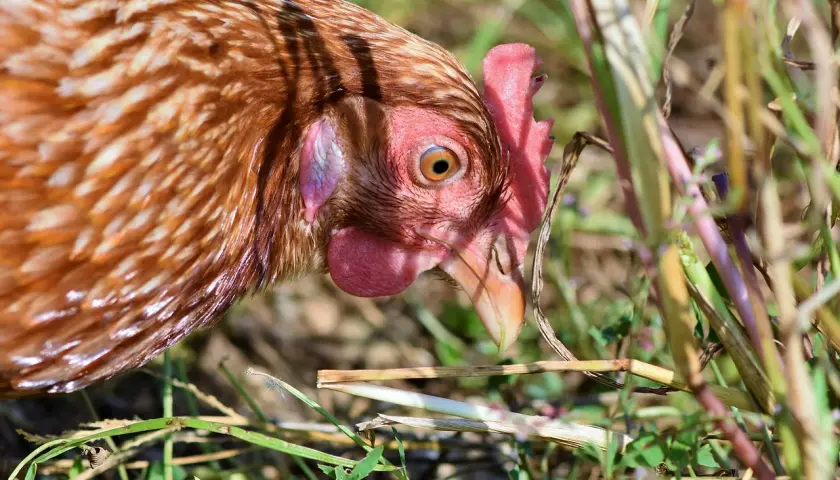 Kura szuka pożywienia w trawie. Kury to naturalni sprzymierzeńcy w walce z kleszczami, ponieważ chętnie je zjadają.