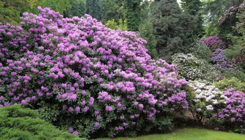 Kwitnące krzewy rododendronów w różnych odcieniach różu i fioletu w ogrodzie.