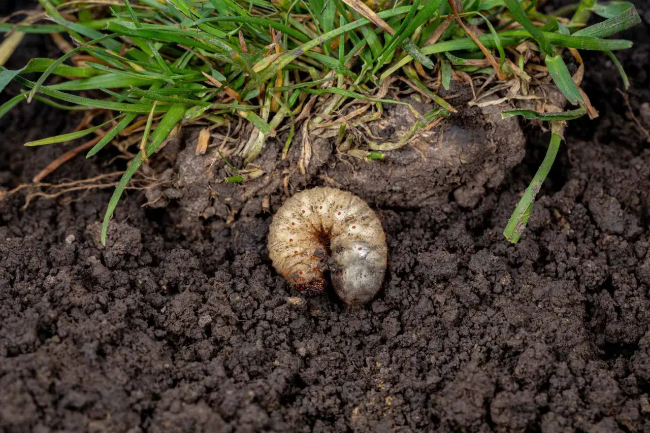 Pędraki w trawniku niszczą korzenie. Biała, krępa larwa żeruje w ciemnej ziemi pod zieloną trawą.