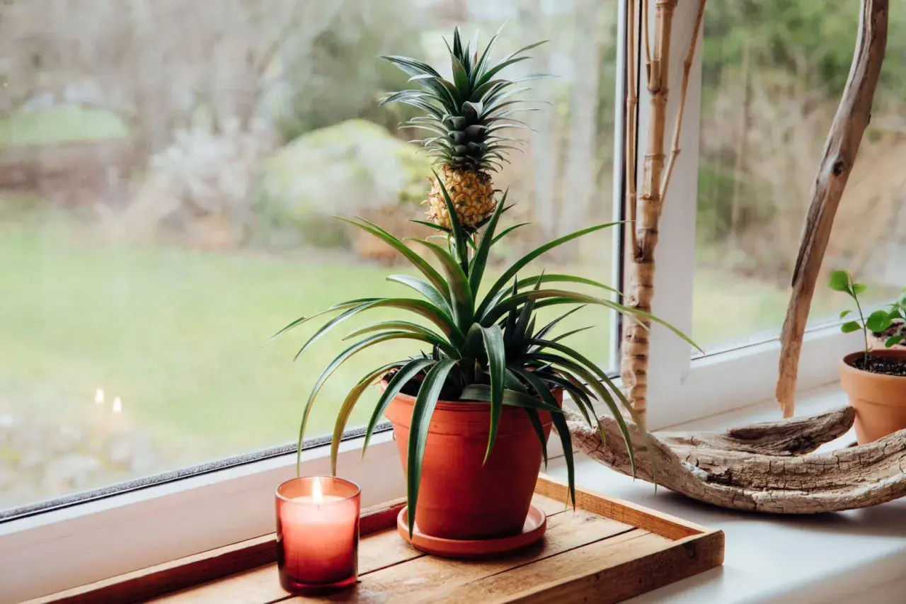 Ananas w doniczce na parapecie, obok świecy i kawałka drewna.