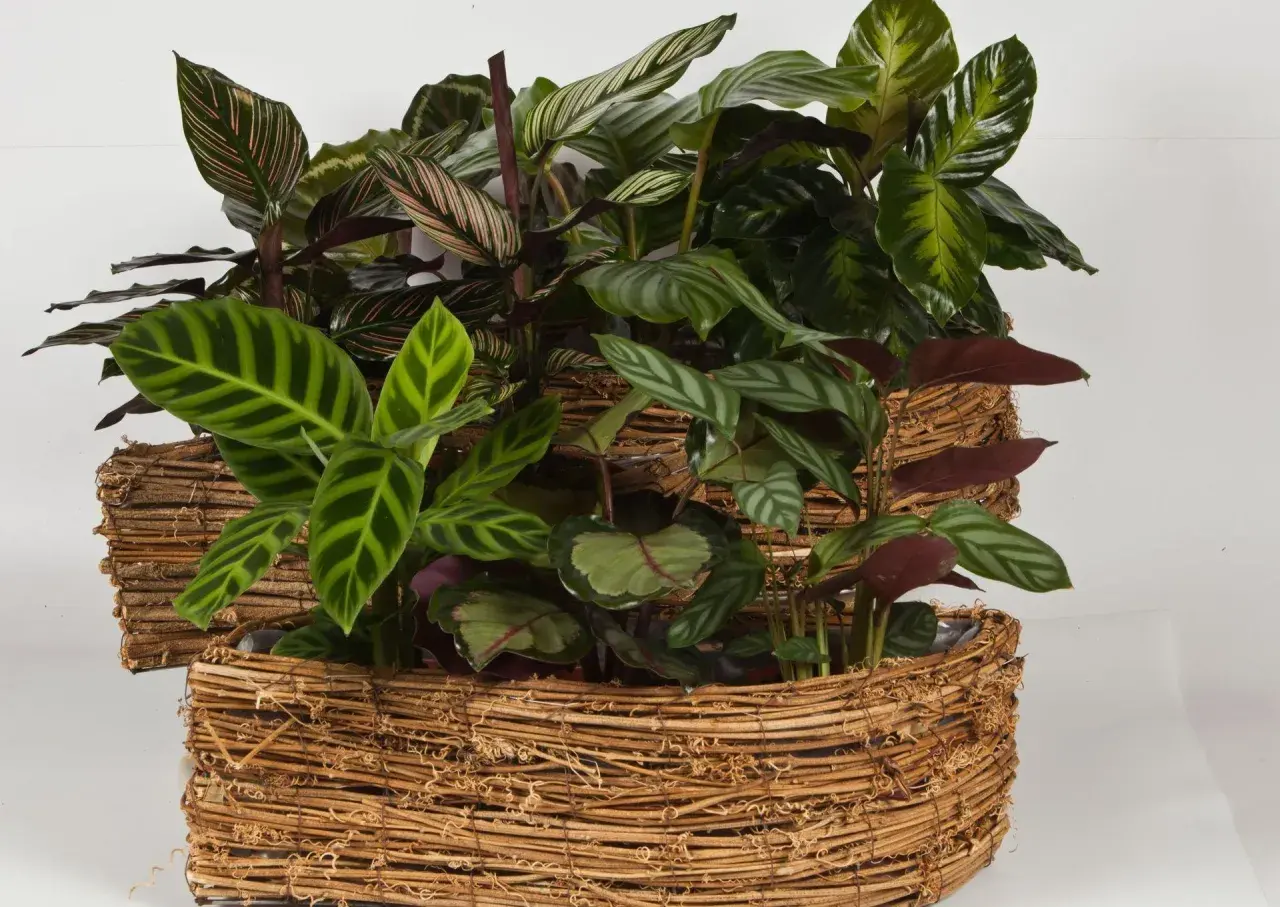 Krzewy calathea w plecionych osłonkach. Dowiedz się, jak dbać o te piękne rośliny o ozdobnych liściach.