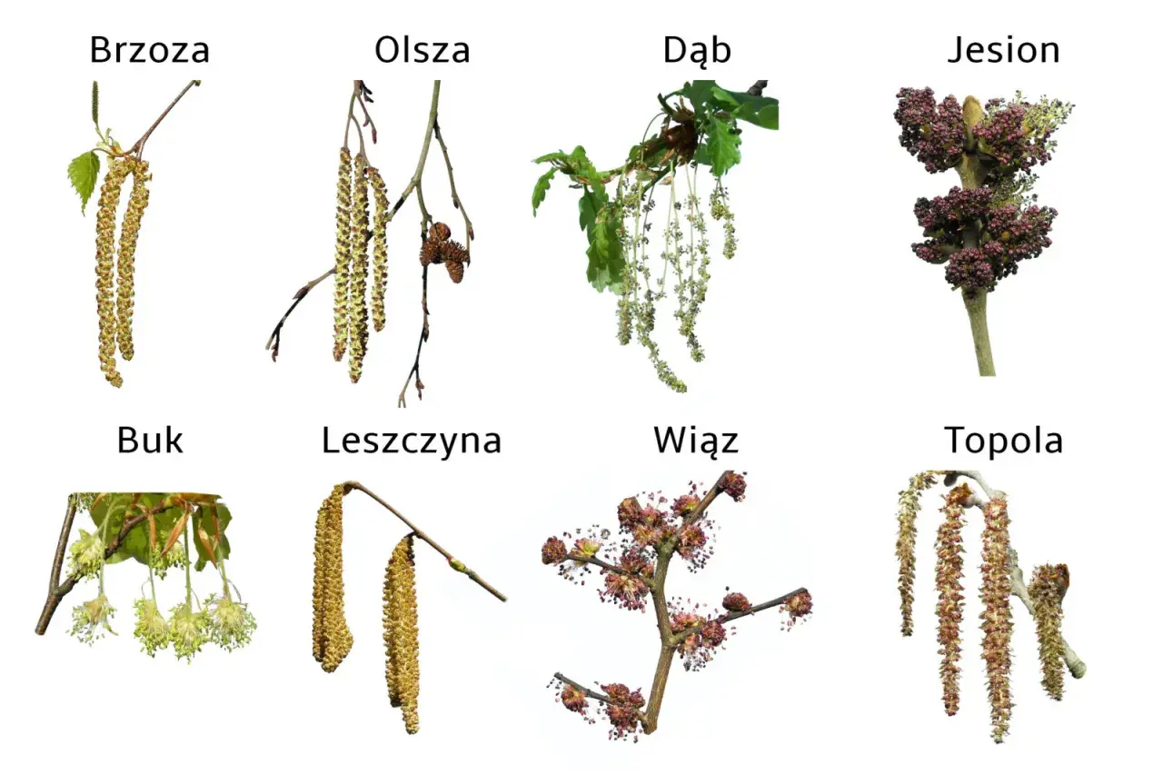 Kwitnące bzy, olchy, dęby, jesiony, buki, leszczyny, wiązy i topole – to one pylą w kwietniu, wywołując alergie.