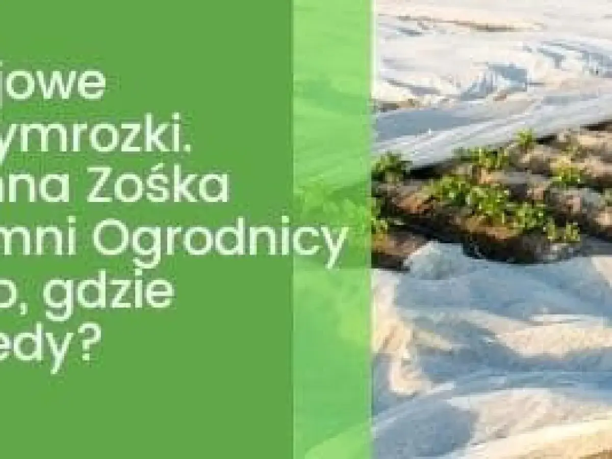 Ochrona młodych roślin przed przymrozkami, gdy jest zimna Zośka. Ogrodnicy okrywają grządki agrowłókniną.