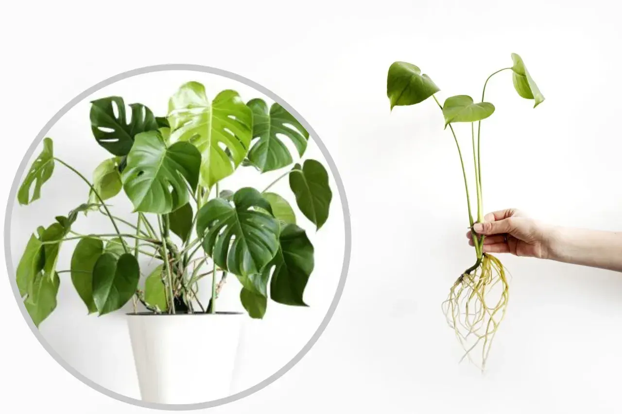 Monstera w doniczce i odcięta sadzonka z korzeniami. Dowiedz się, jak rozmnożyć monsterę, aby cieszyć się nowymi roślinami.