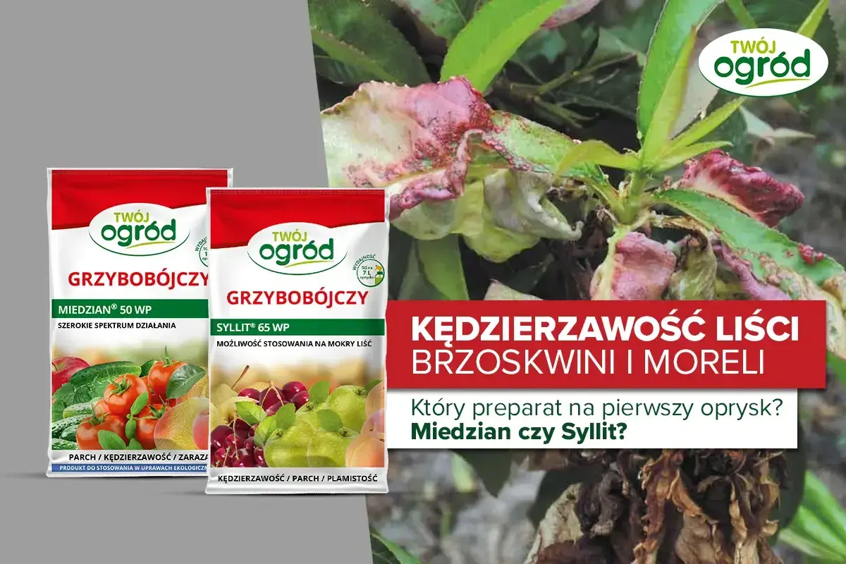 Opakowania Miedzian i Syllit, preparaty grzybobójcze do walki z kędzierzawością liści brzoskwini.