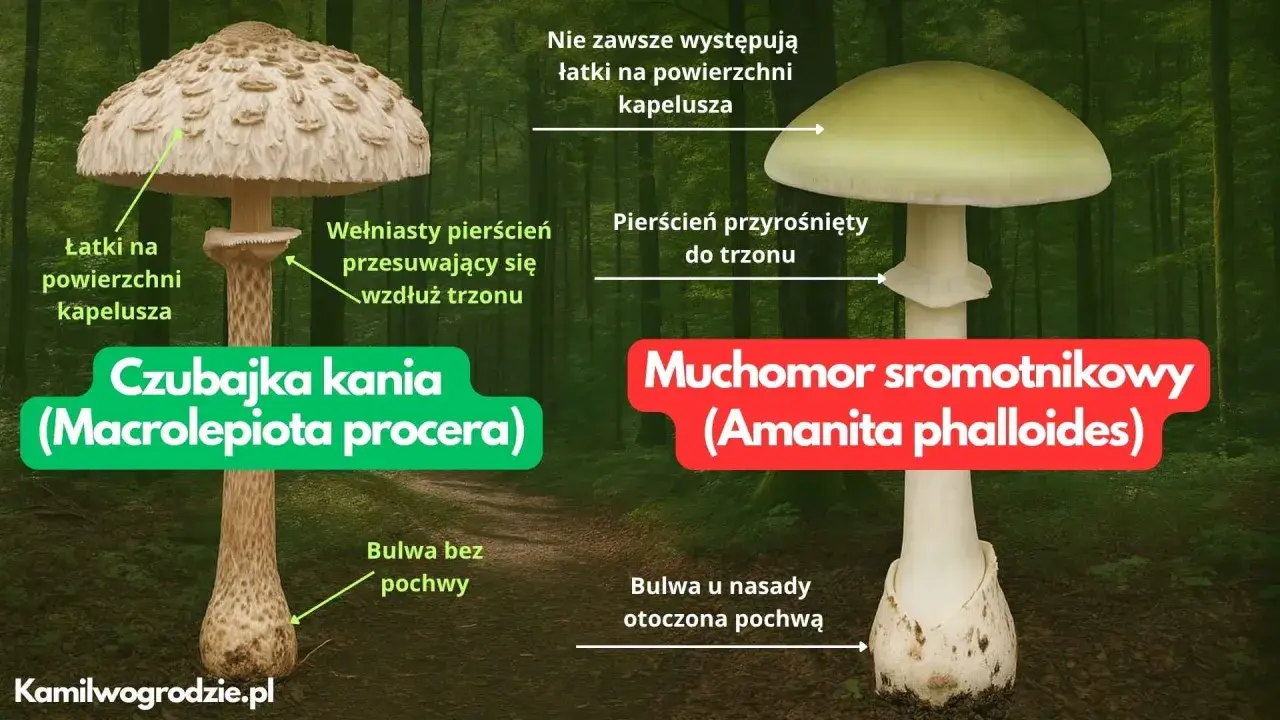Czubajka kania, z łuskami na kapeluszu i ruchomym pierścieniem, kontra muchomor sromotnikowy.