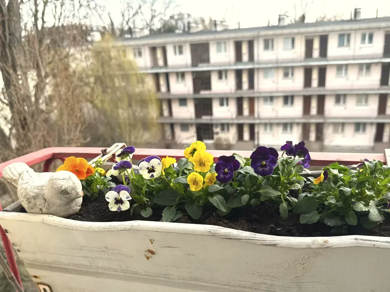 Kolorowe bratki w skrzynce na balkonie, kwitnące od wiosny do jesieni, cieszą oko.