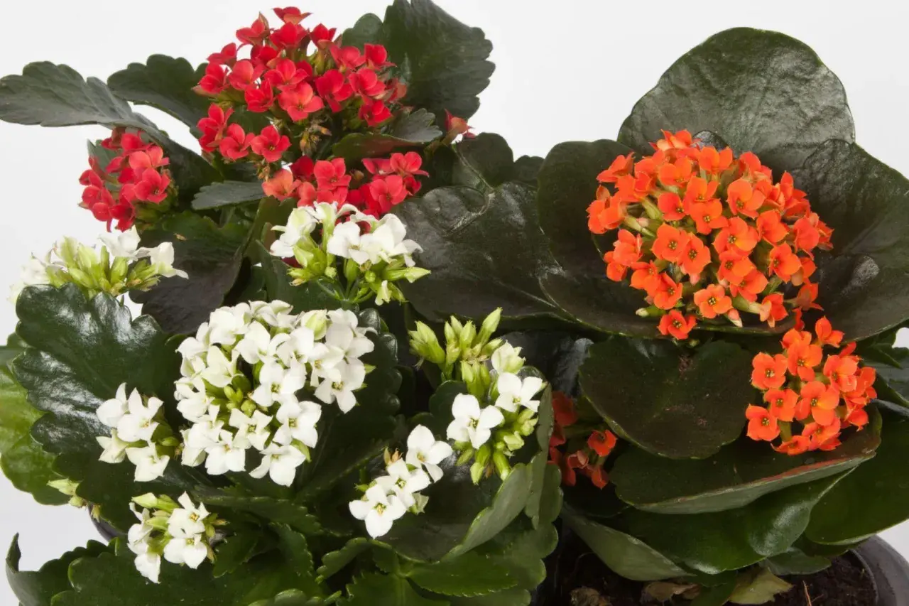 Kalanchoe w kolorach czerwonym, białym i pomarańczowym. Czy kalanchoe można posadzić w ogrodzie? To zależy od klimatu, ale te sukulenty pięknie ozdobią rabaty.