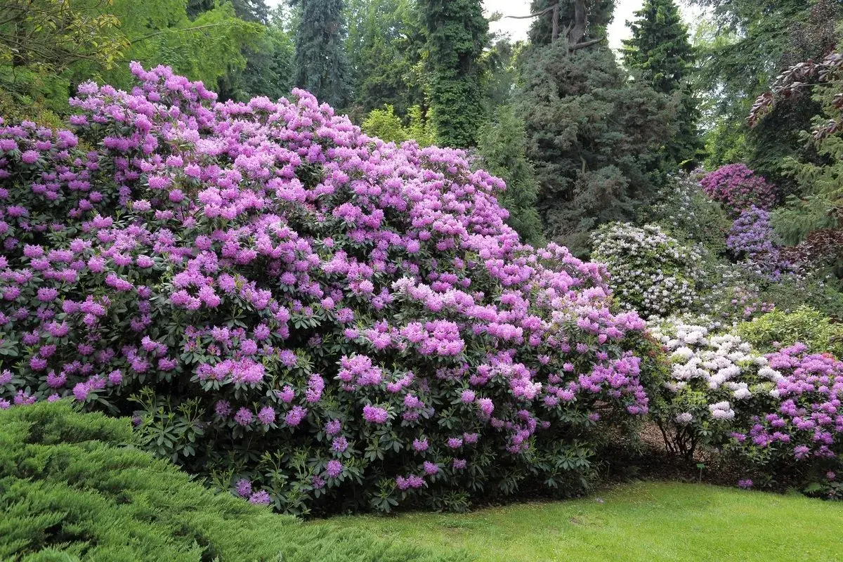 Kwitnące krzewy rododendronów w różnych odcieniach różu i fioletu w ogrodzie.