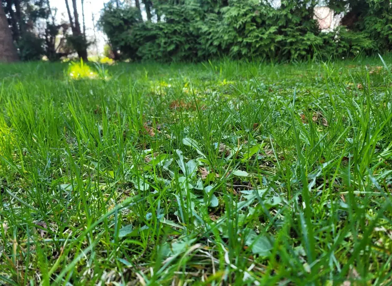 Zielona trawa z widocznymi liśćmi mlecza, przygotowana do oprysku na mlecz w trawie.