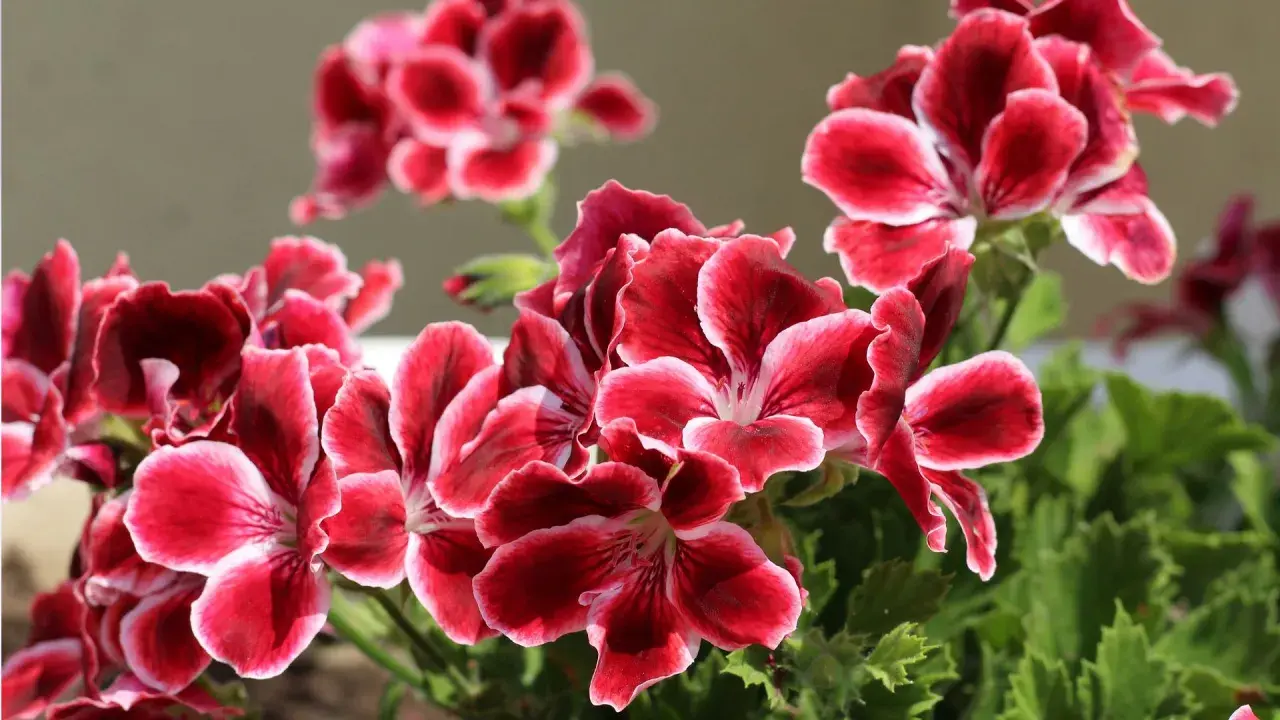 Piękne, karminowe kwiaty pelargonii królewskiej z białymi brzegami płatków, otoczone zielonymi liśćmi.