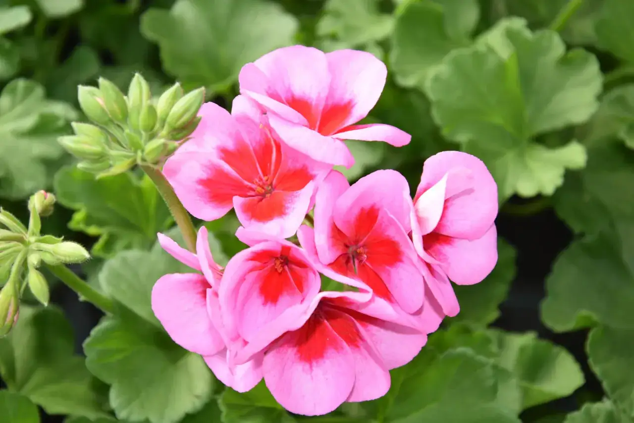 Kwitnąca pelargonia królewska w odcieniach różu z czerwonymi plamami na płatkach, otoczona zielonymi liśćmi.