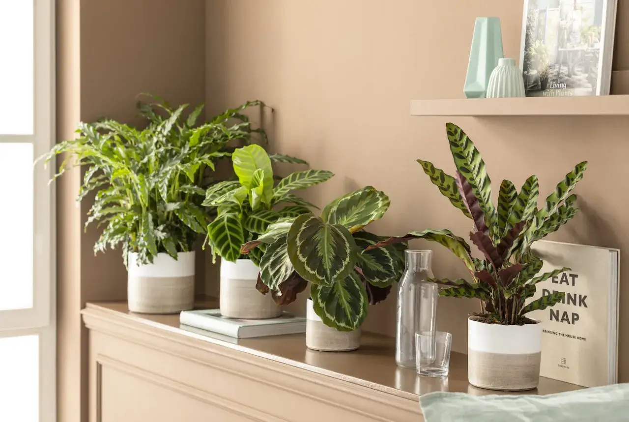 Kolekcja roślin calathea w ozdobnych doniczkach. Dowiedz się, jak dbać o te piękne rośliny, by cieszyć się ich egzotycznym wyglądem.
