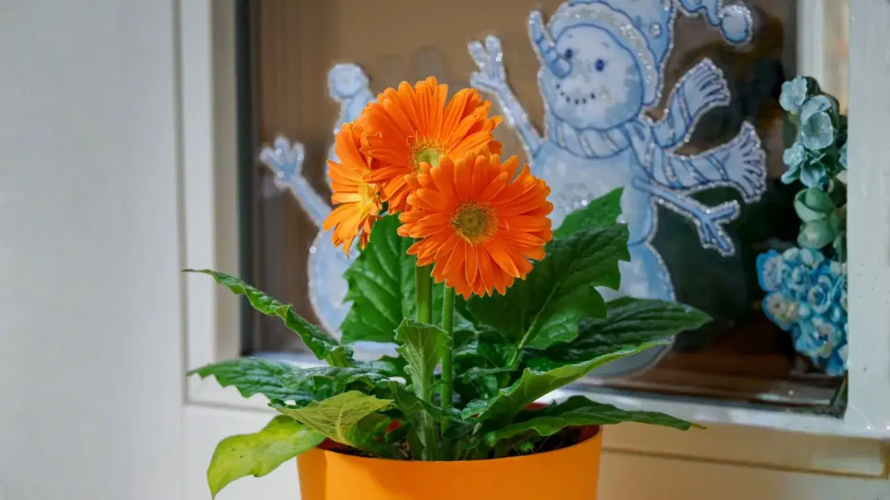 Pomarańczowa gerbera doniczkowa z zielonymi liśćmi na tle zimowych ozdób okiennych.