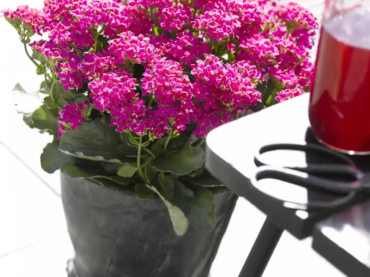 Kwitnące kalanchoe w donicy, obok szklanka z czerwonym napojem i nożyczki. Czy kalanchoe można posadzić w ogrodzie?