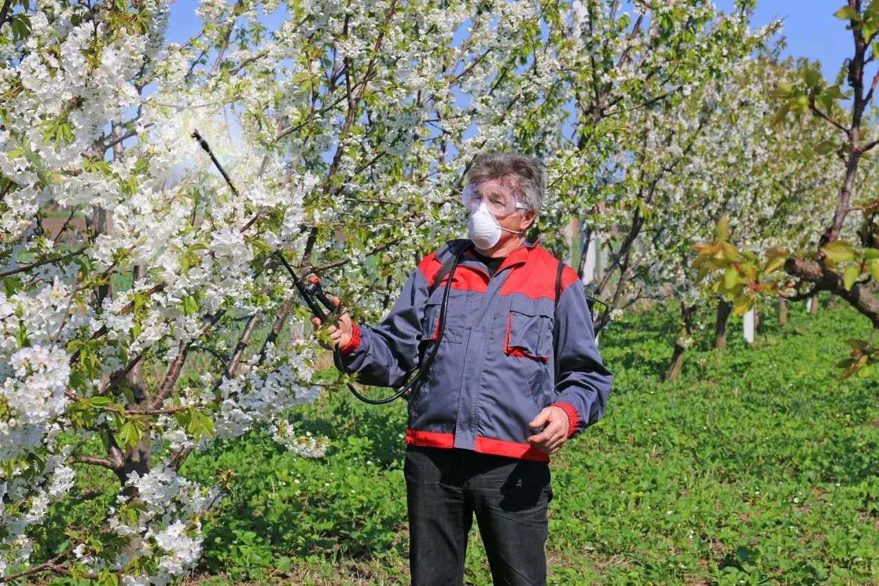 Sadząc nowe drzewka, zastanawiam się, czy to będzie syllit czy miedzian. Ogrodnik w masce i okularach opryskuje kwitnące drzewa.