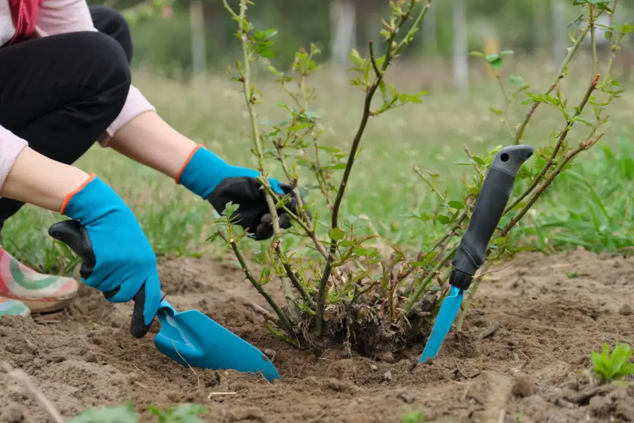 Ręce w niebieskich rękawiczkach kopią wokół krzewu róży, przygotowując go do przesadzenia. Idealny czas, kiedy przesadzać róże, to wiosna lub jesień.