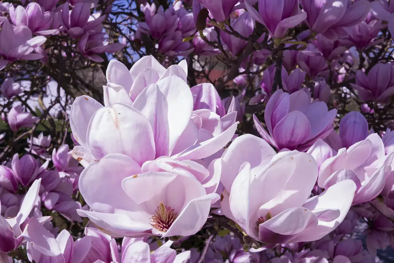 Piękne, różowe magnolie w pełnym kwitnieniu tworzą wiosenną feerię barw.