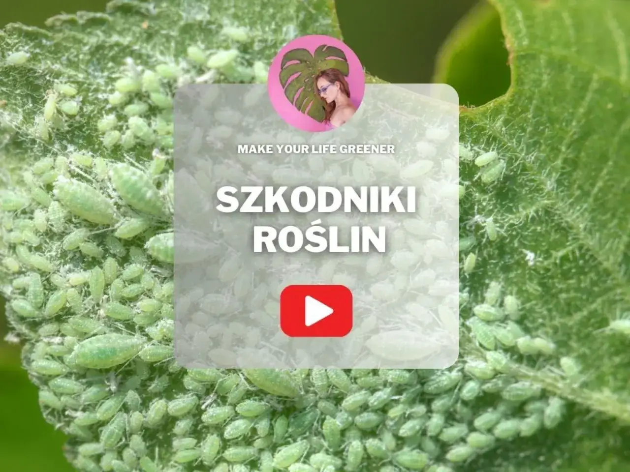 Zielone mszyce obsiadły liść, niczym rój kohinorów na kwiecie. Napis