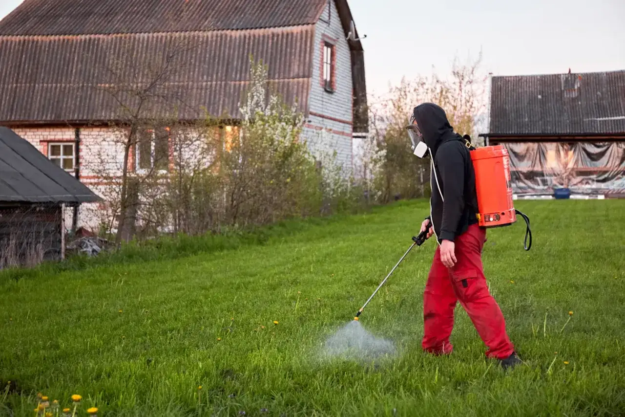 Osoba w masce i czerwonych spodniach opryskuje trawnik. To idealny moment, kiedy opryskiwać chwasty na trawniku, by cieszyć się zieloną trawą.