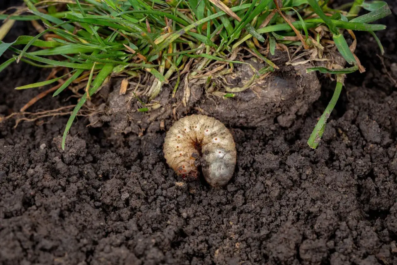 Pędraki w trawniku, białe, krępe larwy żerujące pod ziemią, niszczą korzenie trawy.