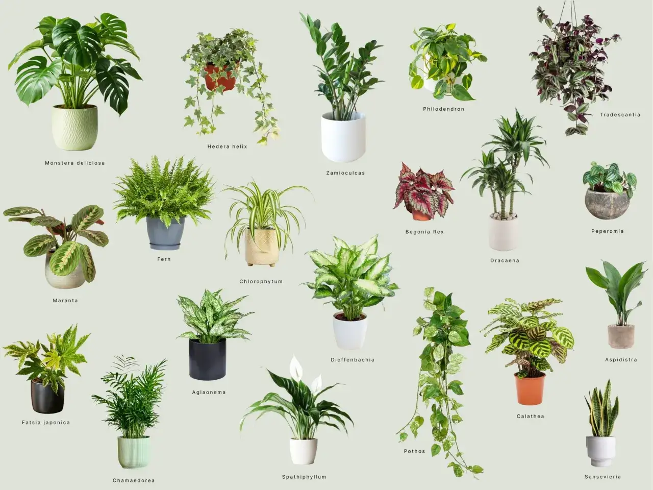Kolekcja kwiatów doniczkowych cieniolubnych: Monstera, paproć, zamiokulkas, skrzydłokwiat i inne.