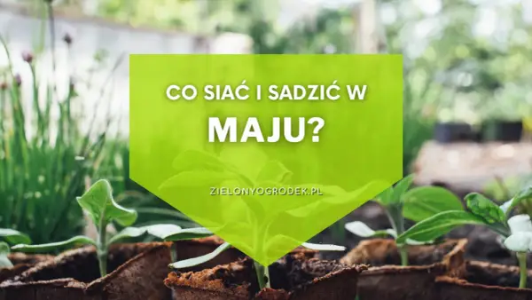 Młode sadzonki w doniczkach, gotowe do posadzenia. Dowiedz się, co siać i sadzić w maju, by cieszyć się obfitymi plonami.